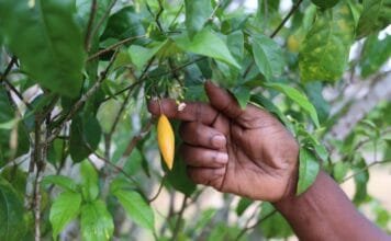 Exploitation abusive de la plante sacrée l’iboga: Le Gabon, via son ministère de la Culture, met en place un cadre légal.
